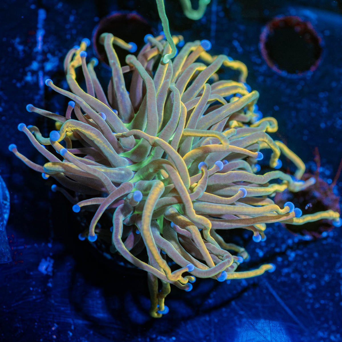 Dragon Talmer Torch Euphyllia - riptide aquaculture llc