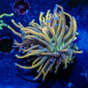 Dragon Talmer Torch Euphyllia - riptide aquaculture llc