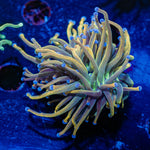 Dragon Talmer Torch Euphyllia - riptide aquaculture llc
