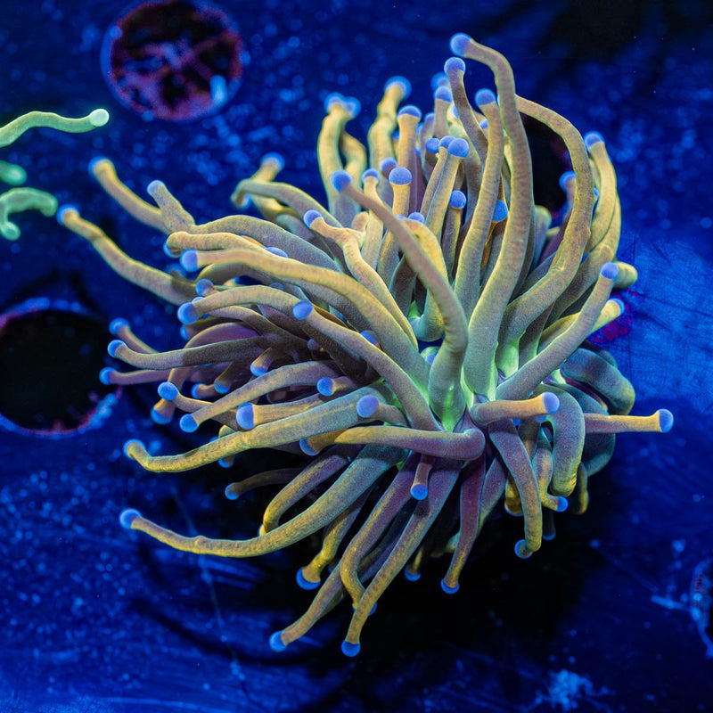 Dragon Talmer Torch Euphyllia