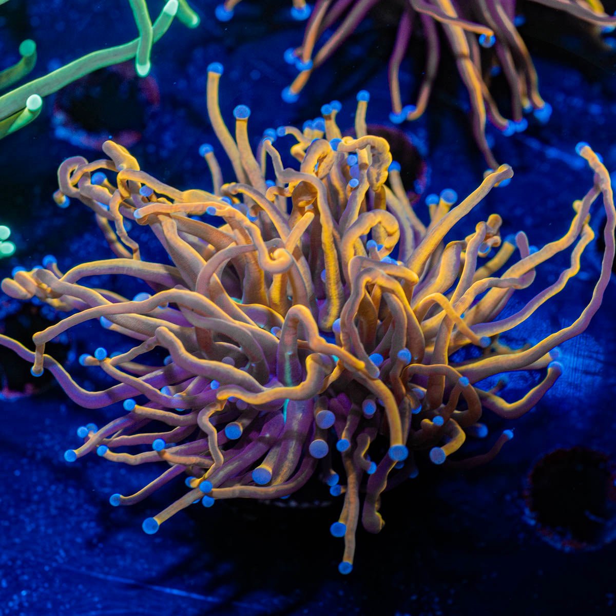 NY Knicks Torch Euphyllia - riptide aquaculture llc
