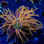 NY Knicks Torch Euphyllia - riptide aquaculture llc