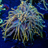 Dragon Talmer Torch Euphyllia - riptide aquaculture llc