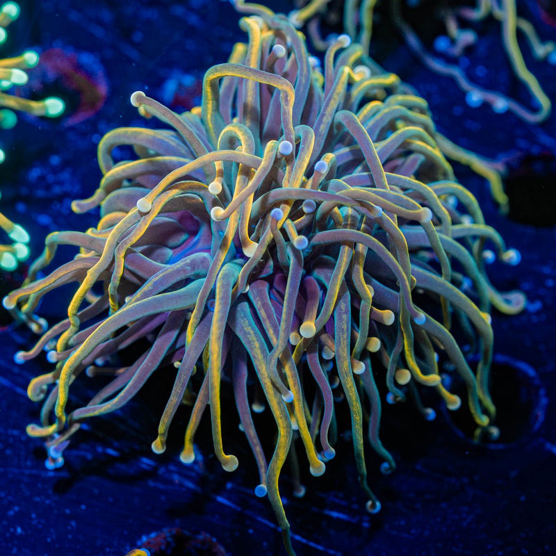 Dragon Talmer Torch Euphyllia