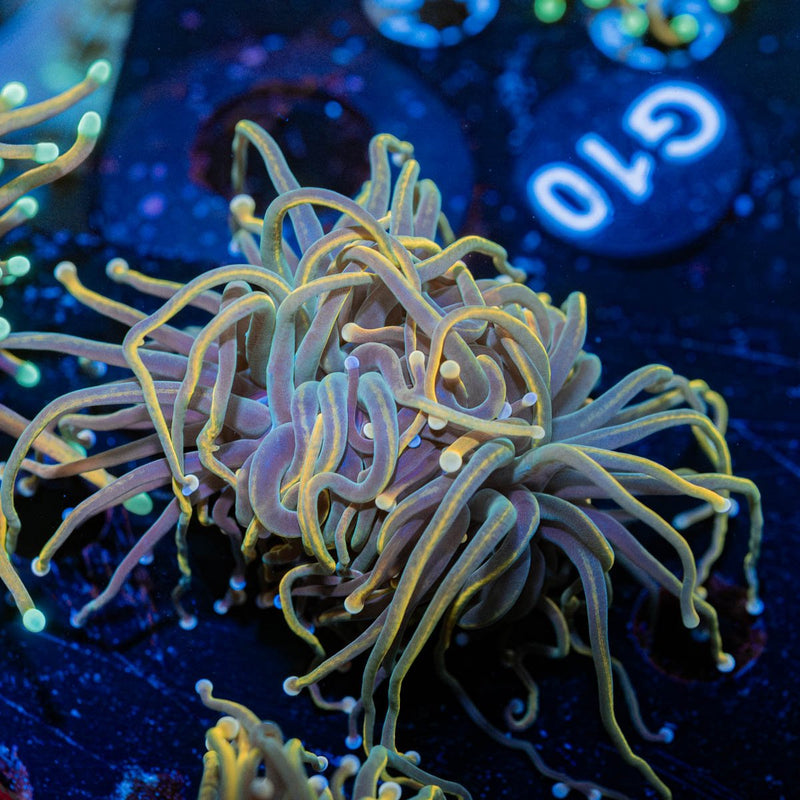 Dragon Talmer Torch Euphyllia