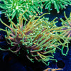 Blowtorch Torch Euphyllia - riptide aquaculture llc