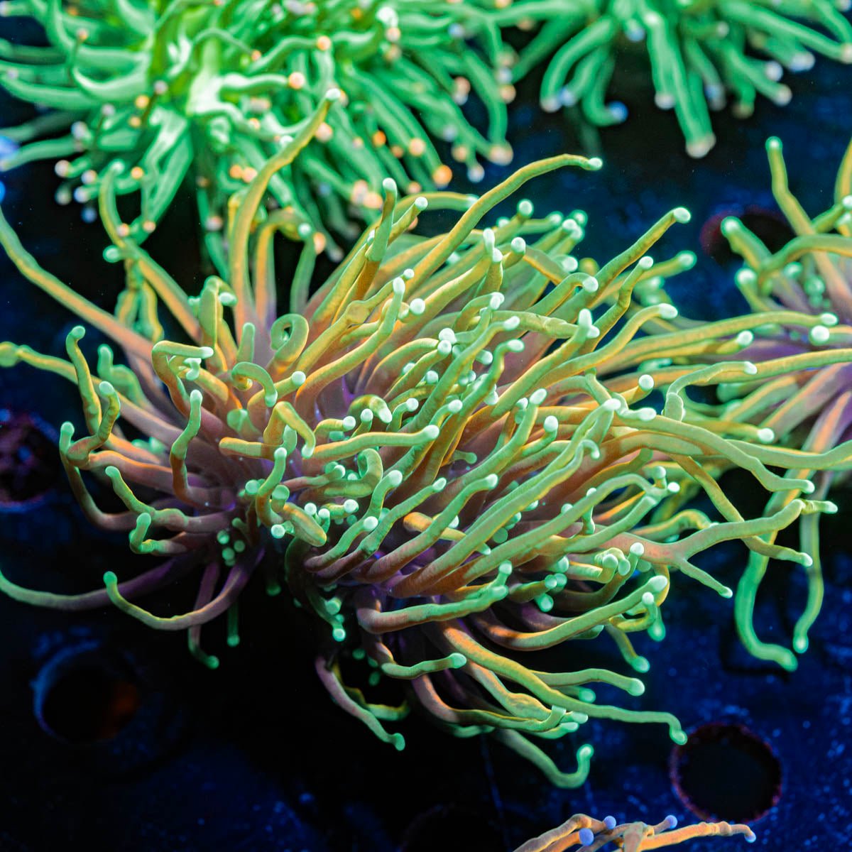 Blowtorch Torch Euphyllia - riptide aquaculture llc