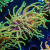 Blowtorch Torch Euphyllia - riptide aquaculture llc