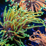Blowtorch Torch Euphyllia - riptide aquaculture llc