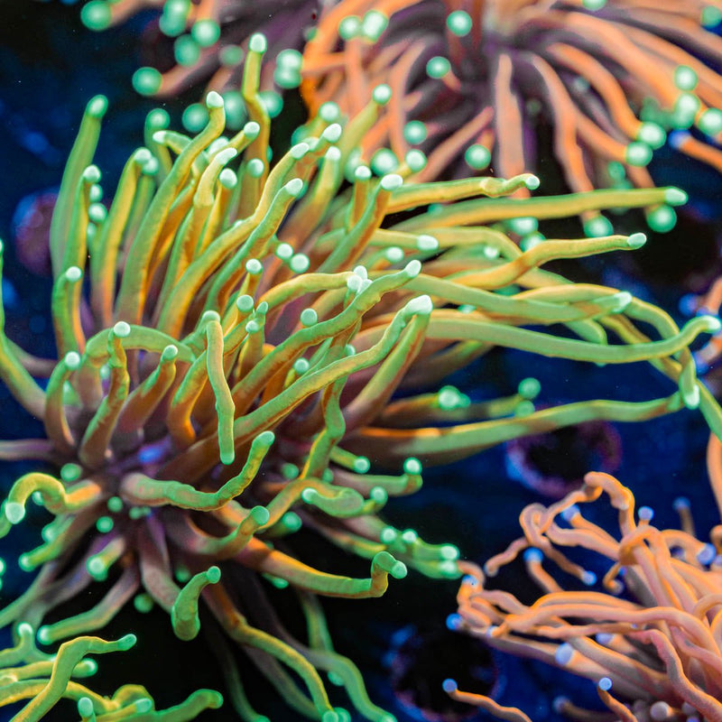Blowtorch Torch Euphyllia