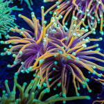 Goldfinger torch Euphyllia - riptide aquaculture llc