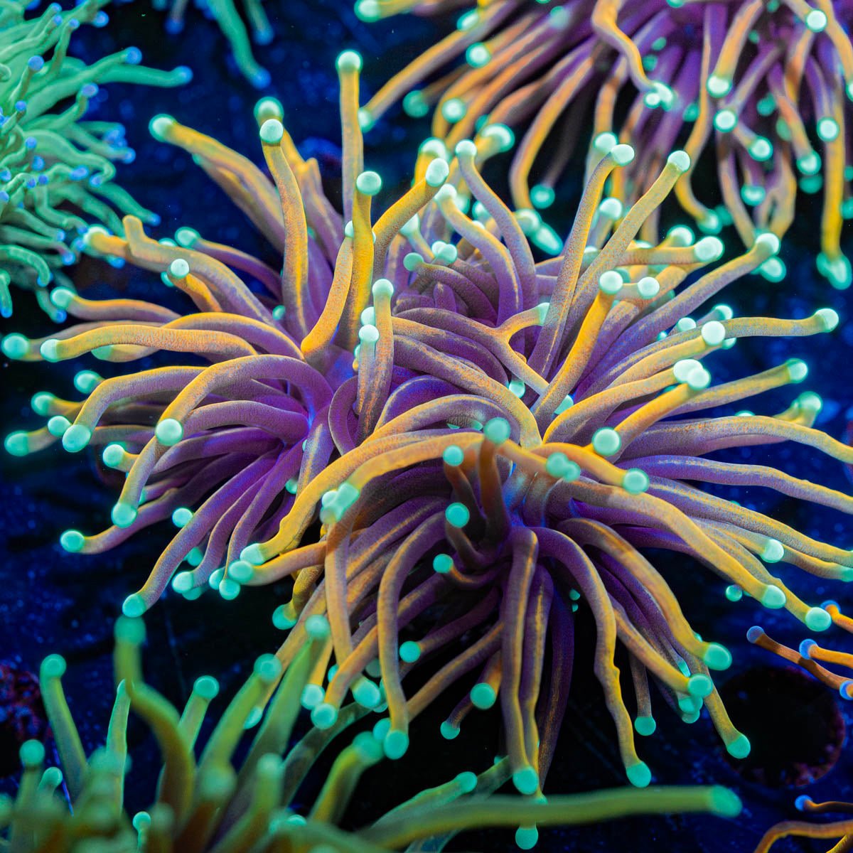 Goldfinger torch Euphyllia - riptide aquaculture llc