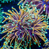 Goldfinger torch Euphyllia - riptide aquaculture llc