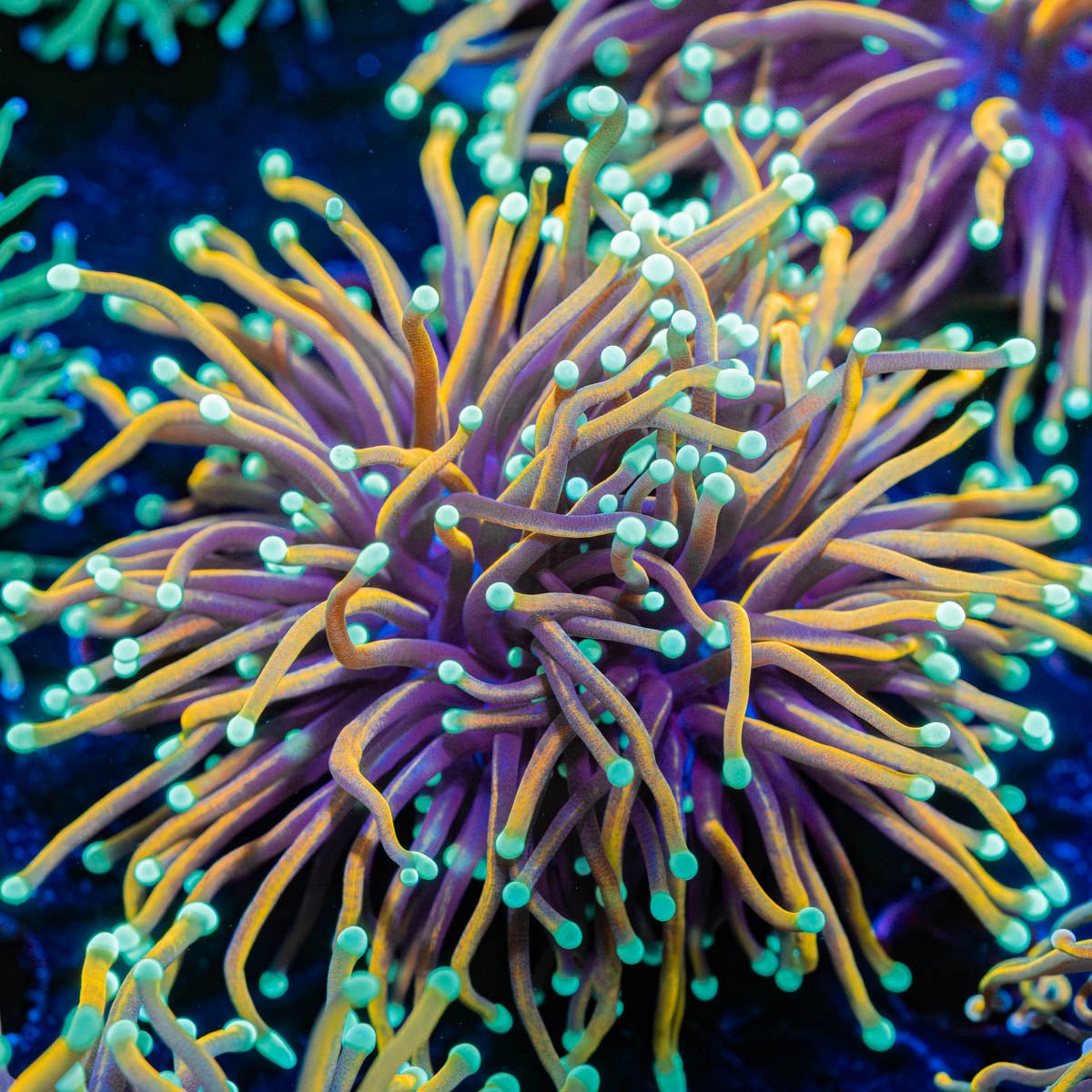 Goldfinger torch Euphyllia - riptide aquaculture llc