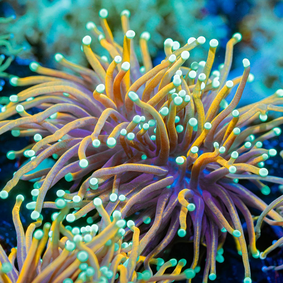 Goldfinger torch Euphyllia - riptide aquaculture llc