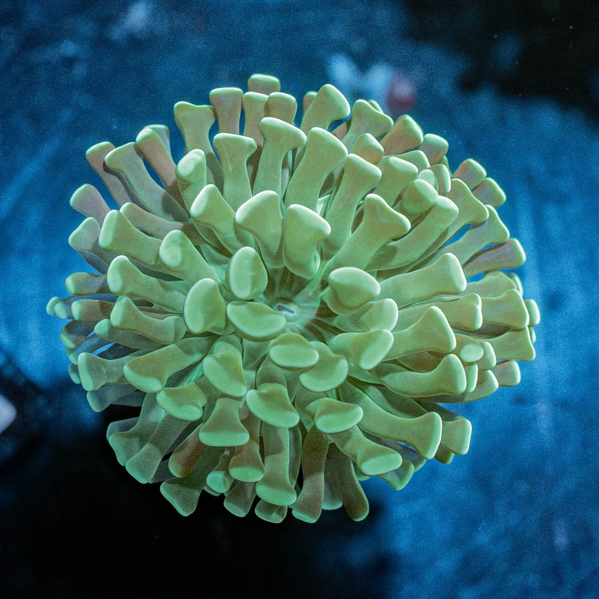 Green Hammer Euphyllia - riptide aquaculture llc