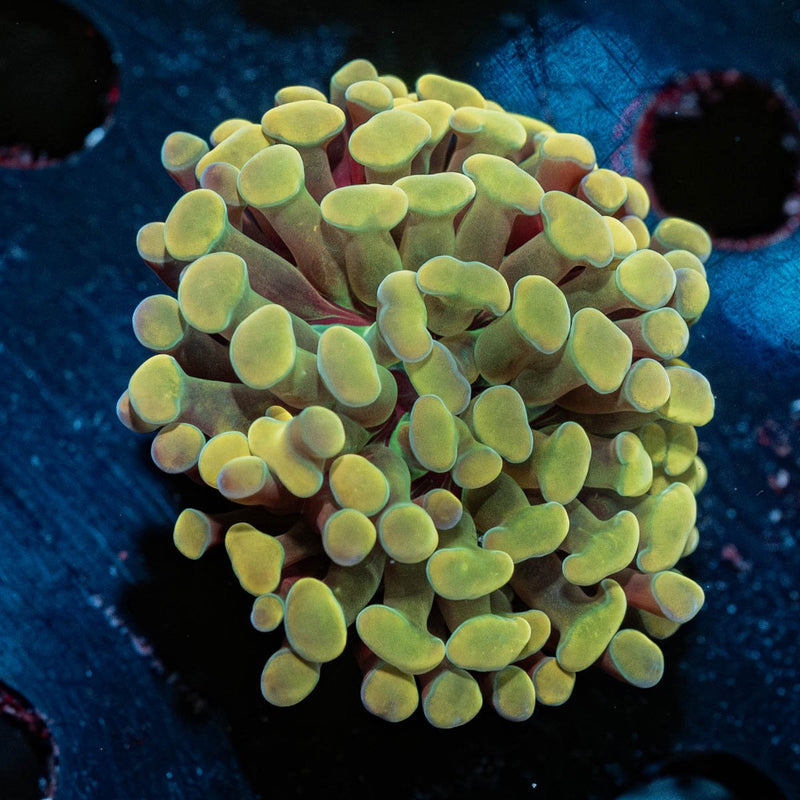 Gold Hammer Euphyllia
