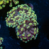 Gold Hammer Euphyllia - riptide aquaculture llc