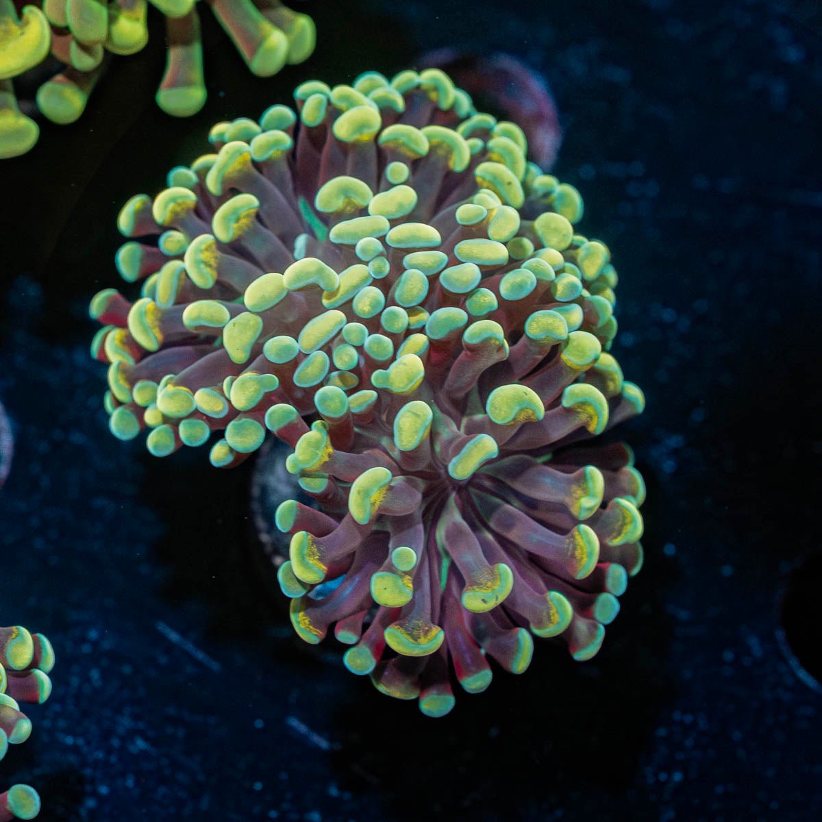Gold Hammer Euphyllia - riptide aquaculture llc
