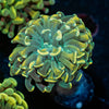Gold Hammer Euphyllia - riptide aquaculture llc