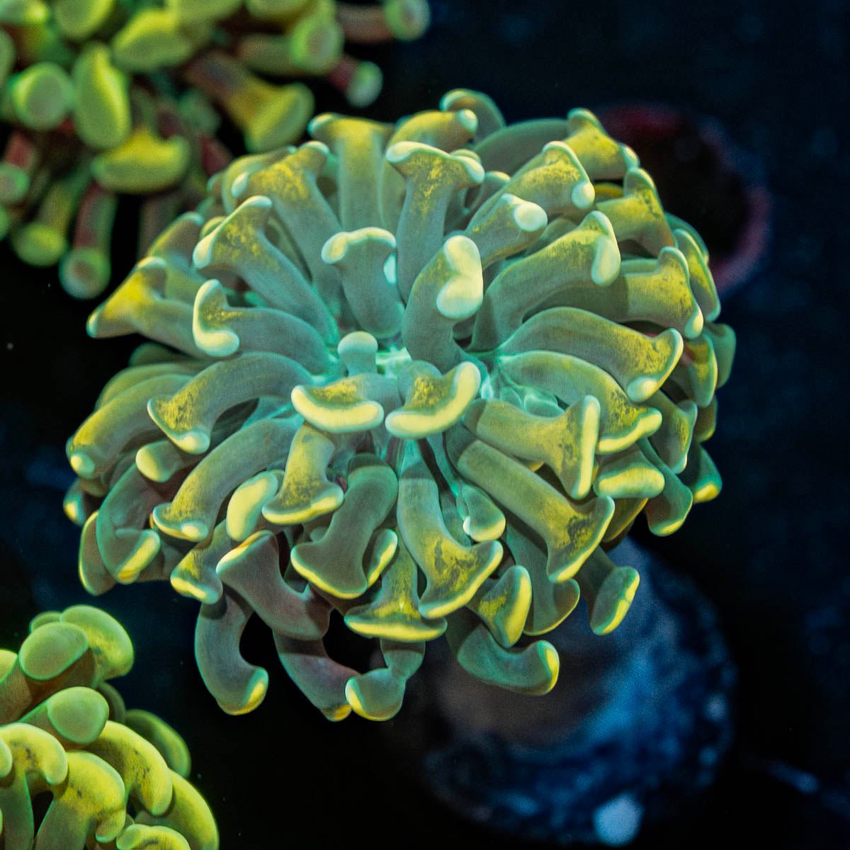 Gold Hammer Euphyllia - riptide aquaculture llc