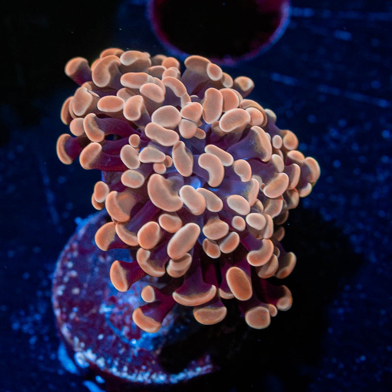 Gold Hammer Euphyllia