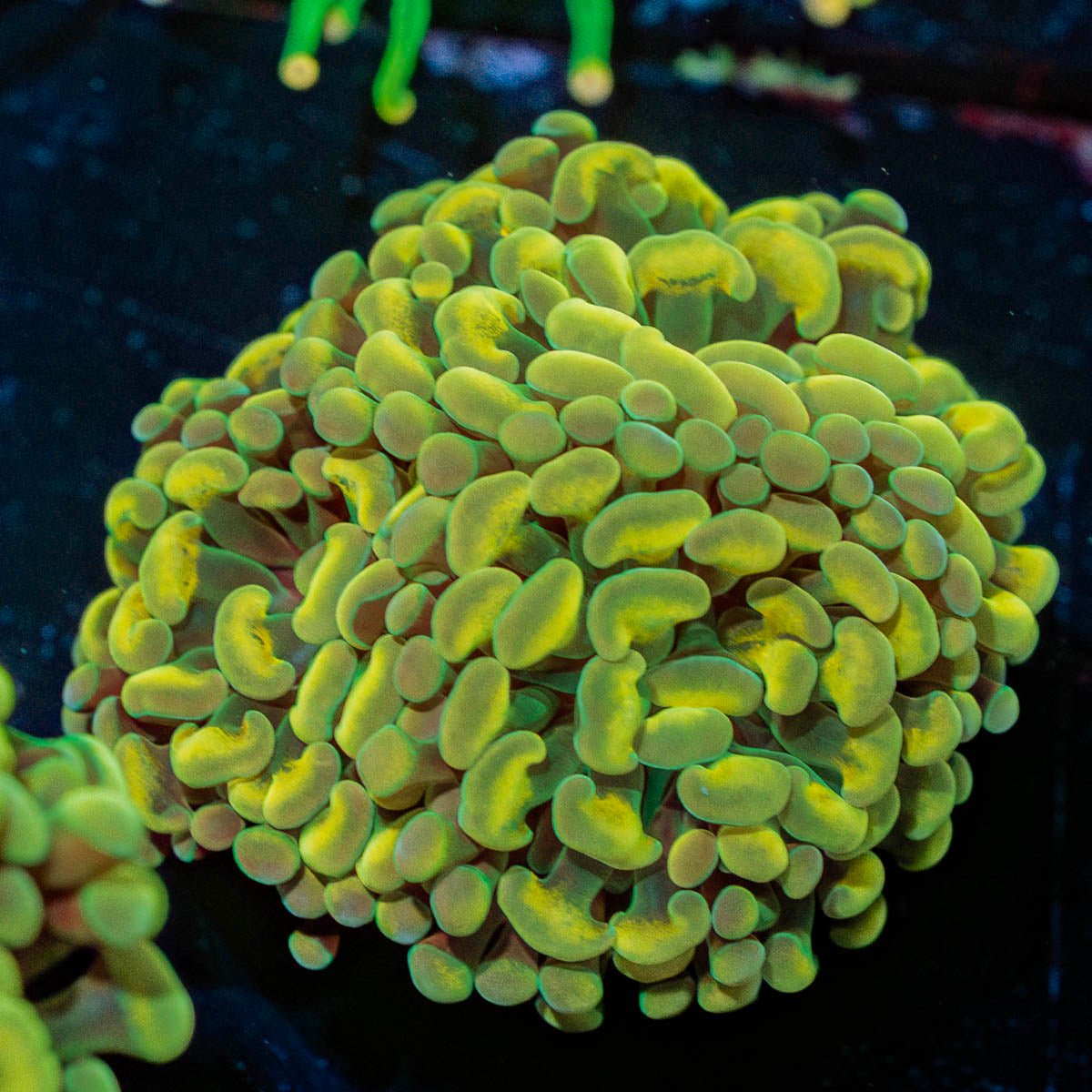 Gold Hammer Euphyllia - riptide aquaculture llc