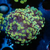 Gold Hammer Euphyllia - riptide aquaculture llc