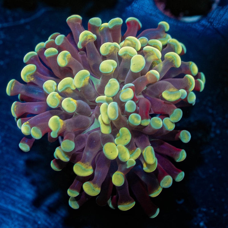 Gold Hammer Euphyllia
