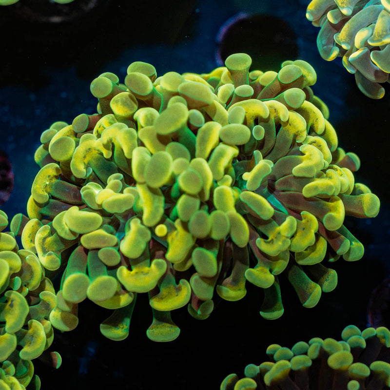 Gold Hammer Euphyllia
