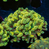 Gold Hammer Euphyllia - riptide aquaculture llc