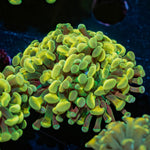 Gold Hammer Euphyllia - riptide aquaculture llc