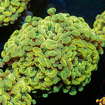 Gold Hammer Euphyllia - riptide aquaculture llc