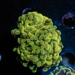Gold Hammer Euphyllia - riptide aquaculture llc