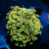 Gold Hammer Euphyllia - riptide aquaculture llc
