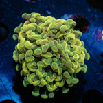 Gold Hammer Euphyllia - riptide aquaculture llc