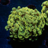 Gold Hammer Euphyllia - riptide aquaculture llc