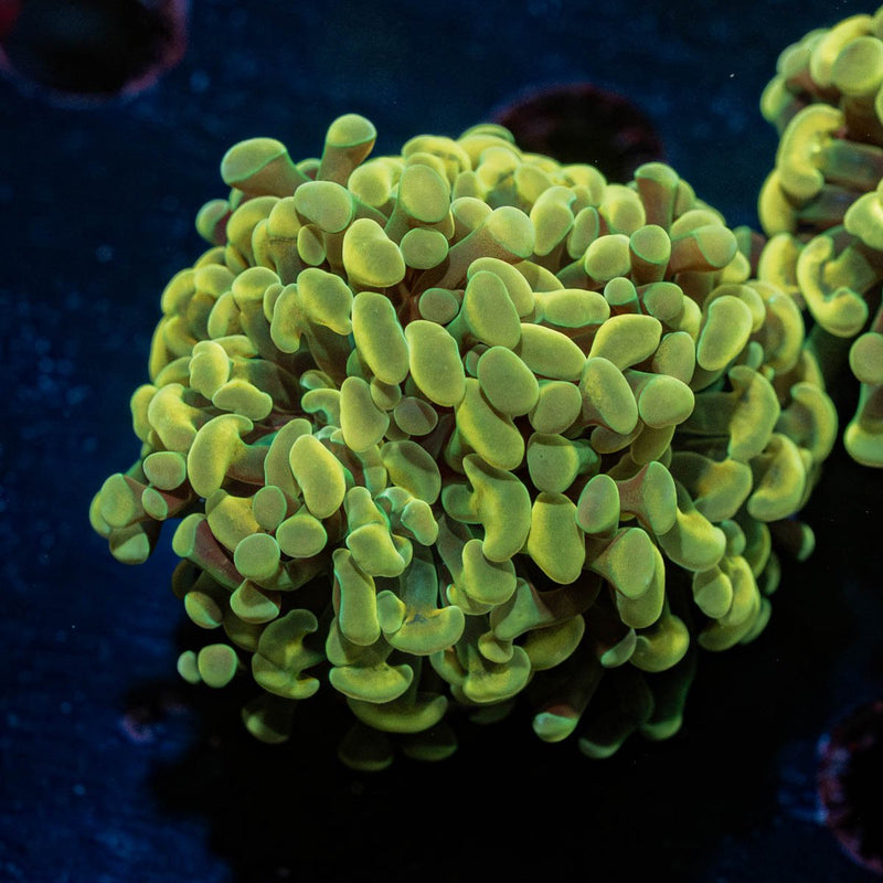 Gold Hammer Euphyllia