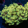 Gold Hammer Euphyllia - riptide aquaculture llc