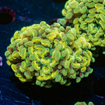 Gold Hammer Euphyllia - riptide aquaculture llc