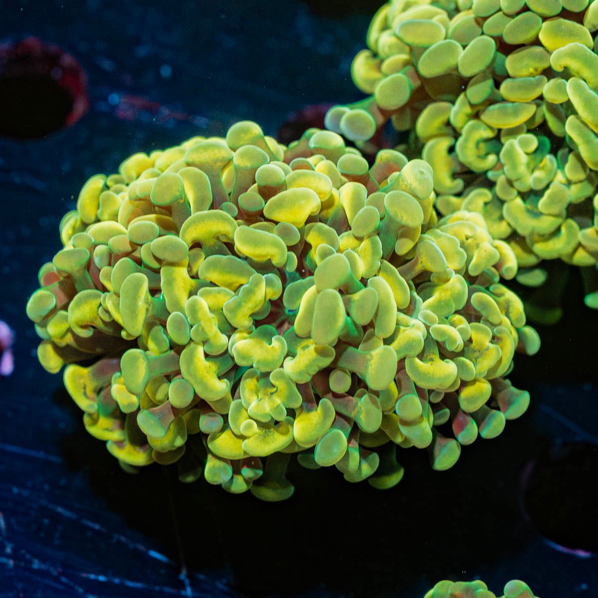 Gold Hammer Euphyllia - riptide aquaculture llc