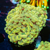 Gold Hammer Euphyllia - riptide aquaculture llc