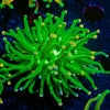 Cotton Candy Torch Euphyllia - riptide aquaculture llc