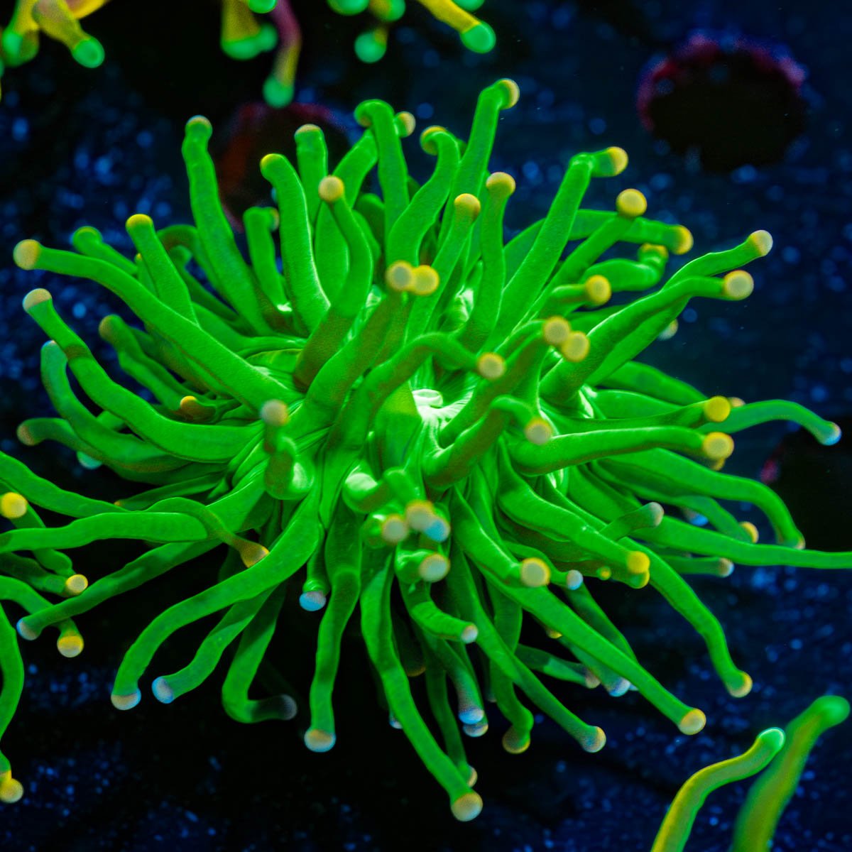 Cotton Candy Torch Euphyllia - riptide aquaculture llc