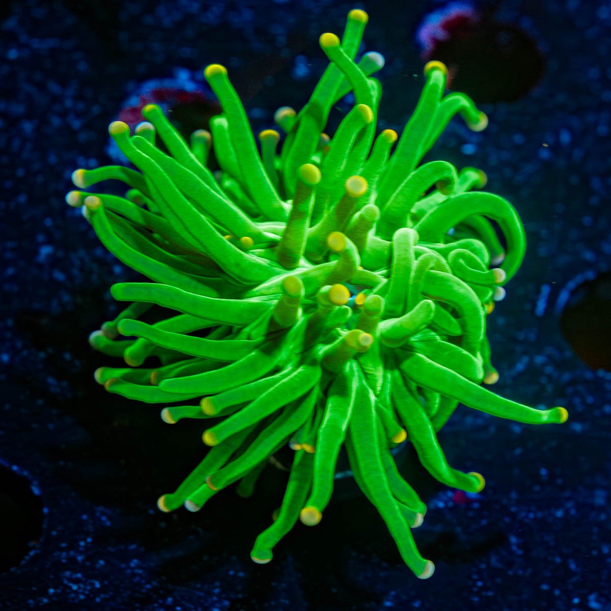 Cotton Candy Torch Euphyllia - riptide aquaculture llc
