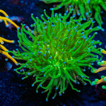 Blue Tipped Torch euphyllia - riptide aquaculture llc