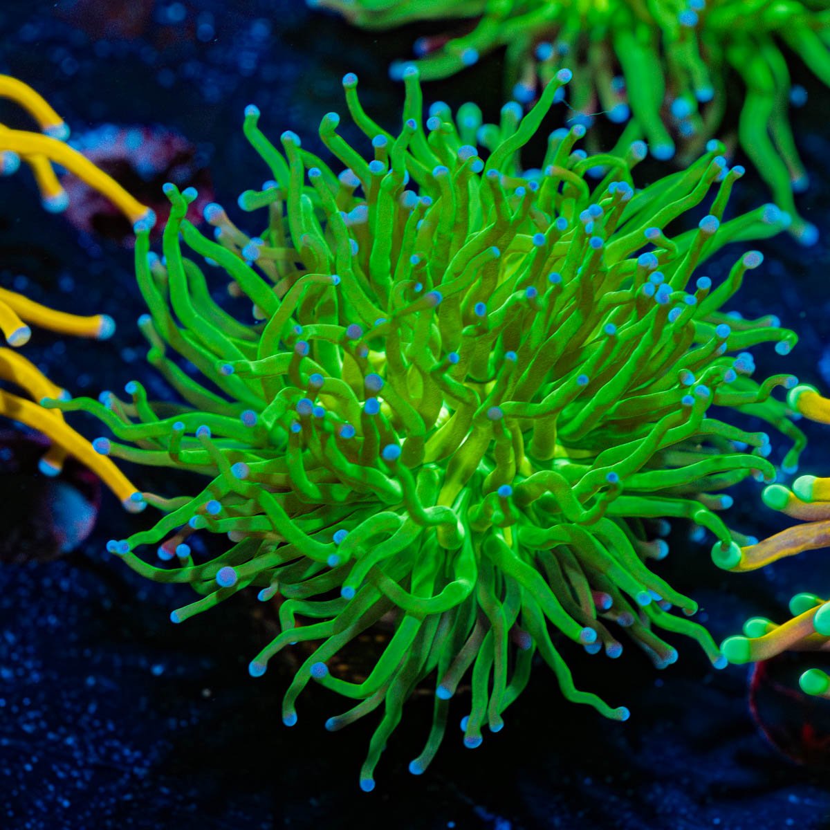 Blue Tipped Torch euphyllia - riptide aquaculture llc