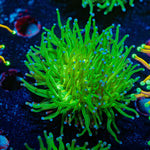 Blue Tipped Torch euphyllia - riptide aquaculture llc