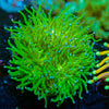 Blue Tipped Torch euphyllia - riptide aquaculture llc