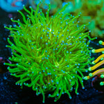 Blue Tipped Torch euphyllia - riptide aquaculture llc